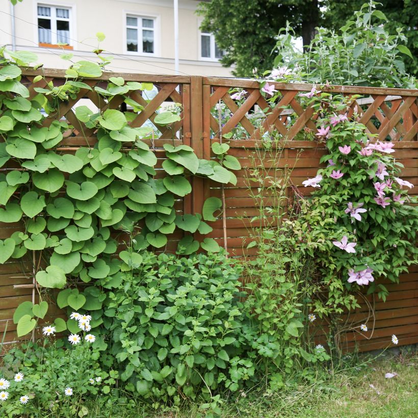 Aristolochia macrophylla (Porto)