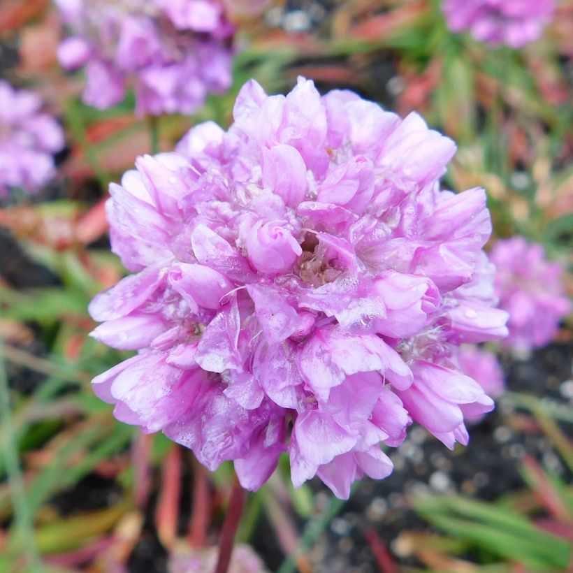 Armeria pseudarmeria Ballerina Lilac (Fioritura)