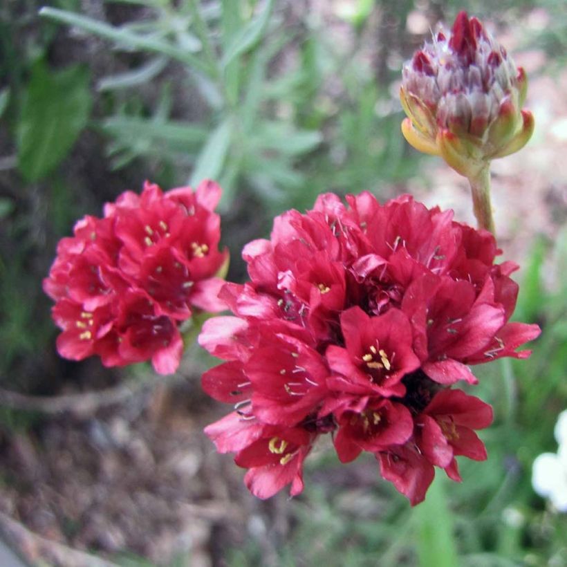 Armeria pseudarmeria Ballerina Red (Fioritura)