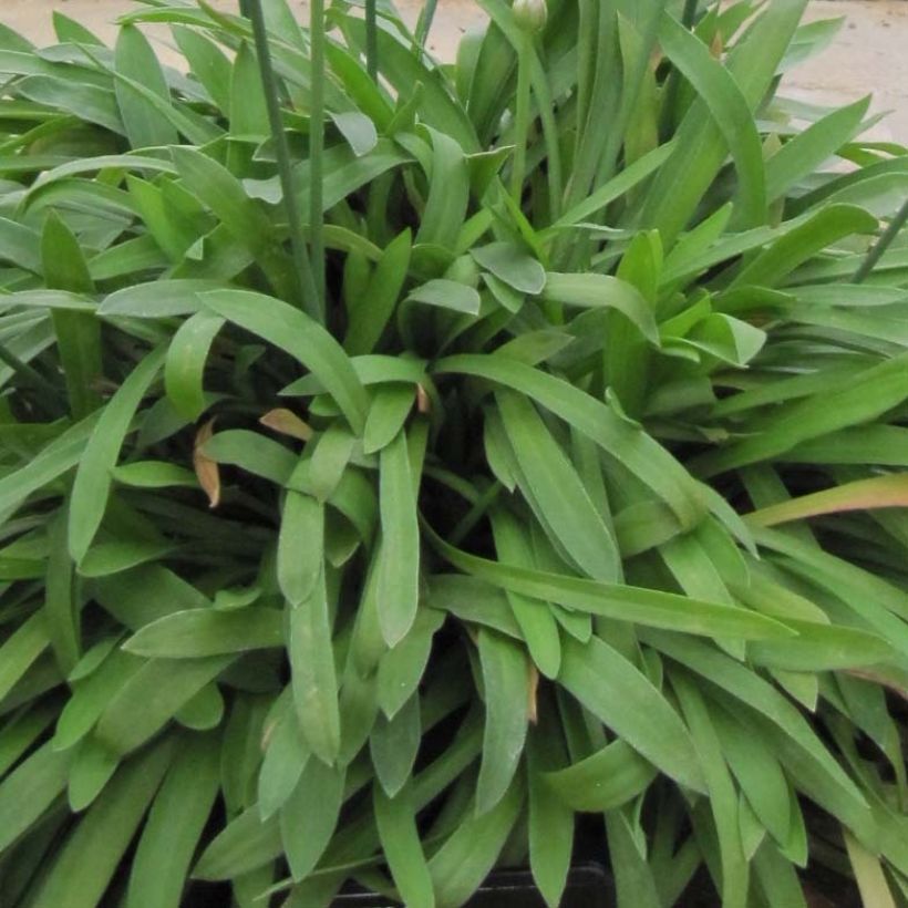 Armeria pseudarmeria Ballerina White (Fogliame)