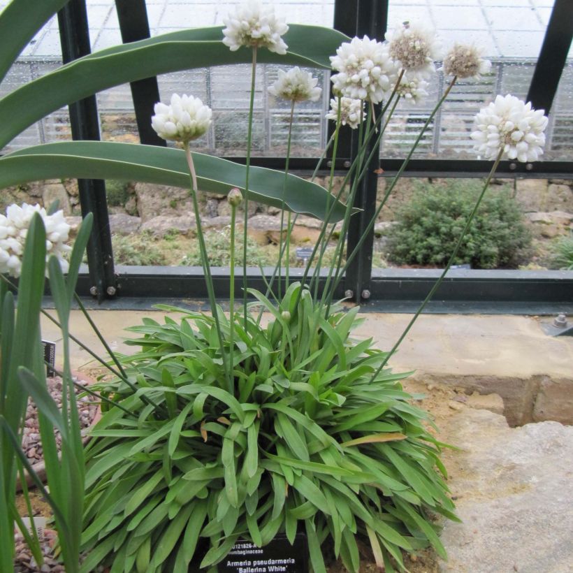 Armeria pseudarmeria Ballerina White (Porto)