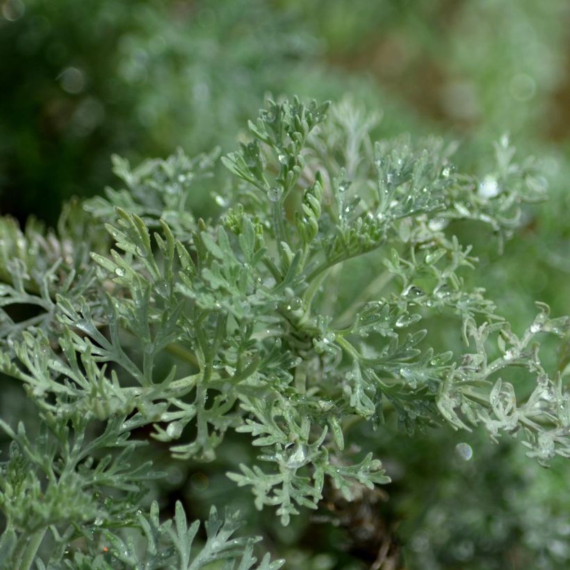 Artemisia arborescens Powis Castle - Assenzio arbustivo (Fogliame)