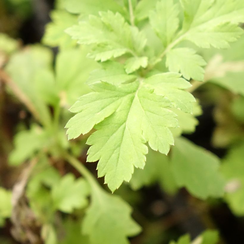 Artemisia comune Bio (Fogliame)