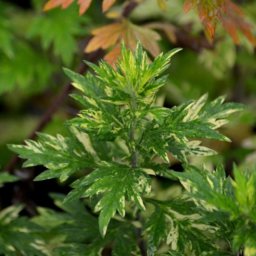 Artemisia vulgaris Oriental Limelight - Assenzio selvatico (Fogliame)