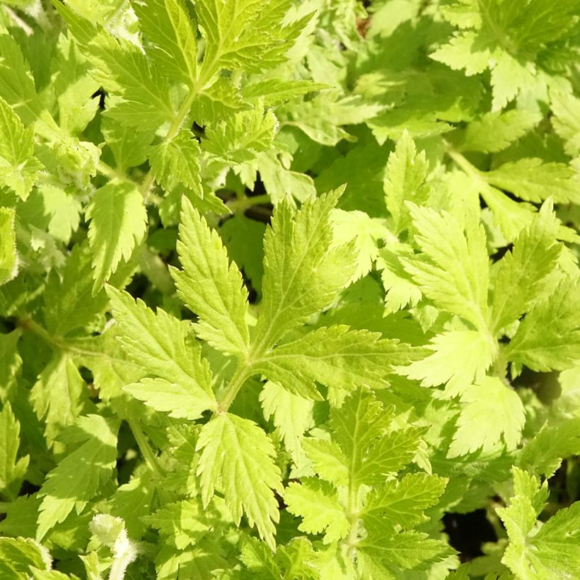 Artemisia lactiflora Jim Russel (Fogliame)