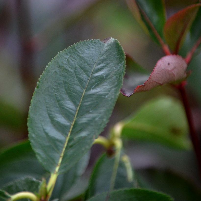 Aronia arbutifolia Brilliant - Aronia (Fogliame)