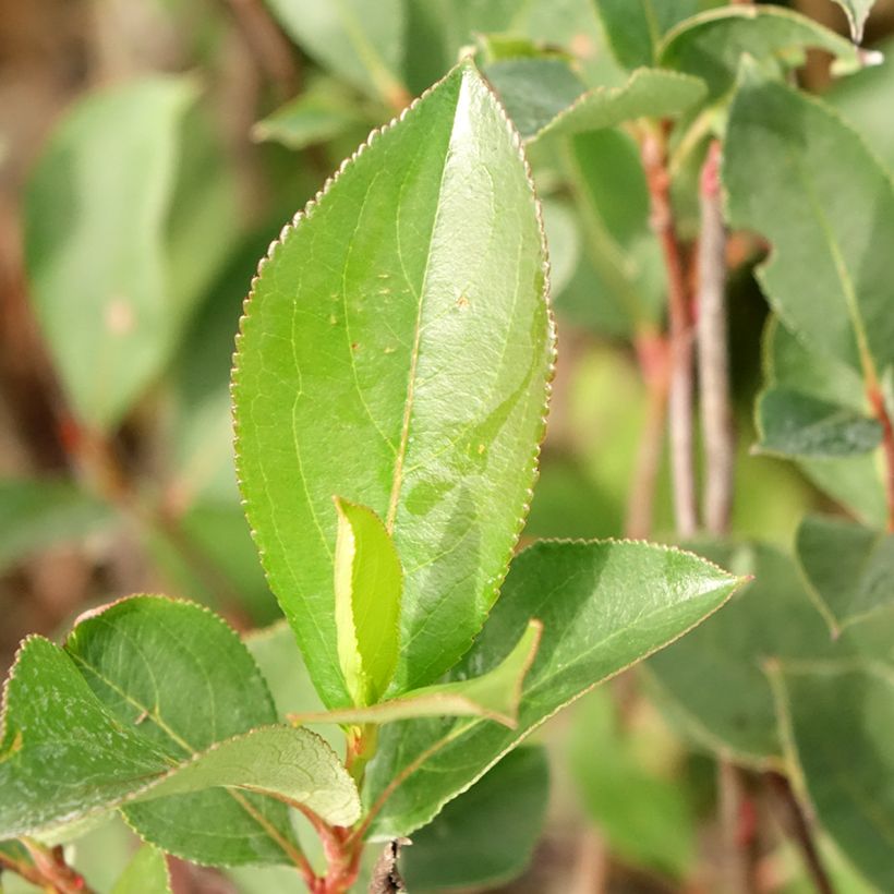 Aronia x prunifolia Lowberry Little Helpers - Aronia (Fogliame)