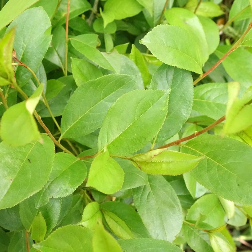 Aronia melanocarpa Professor Ed - Aronia nera (Fogliame)