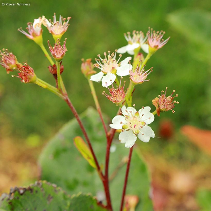 Aronia melanocarpa Revontuli Hedger - Aronia (Fioritura)