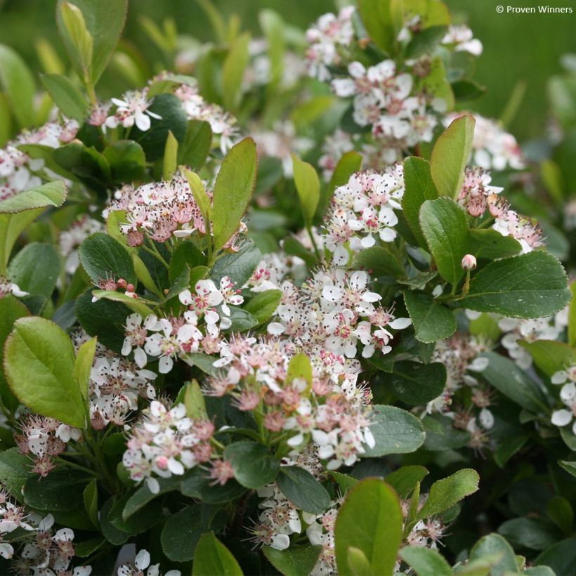 Aronia melanocarpa Revontuli Mound - Aronia (Fioritura)