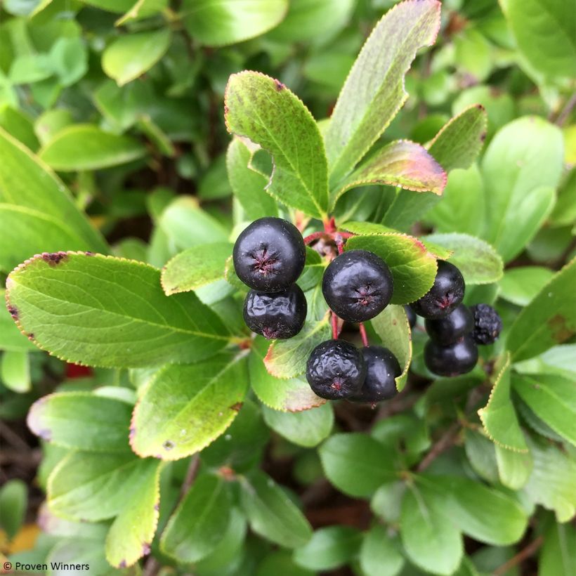 Aronia melanocarpa Revontuli Mound - Aronia (Raccolta)