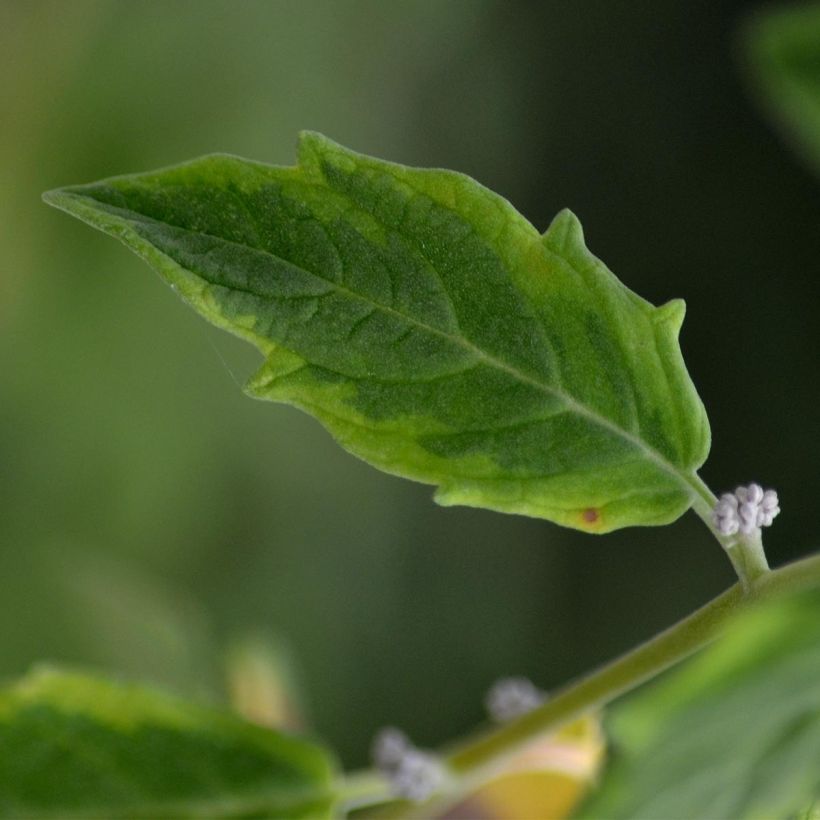 Aronia x prunifolia Viking - Aronia (Fogliame)