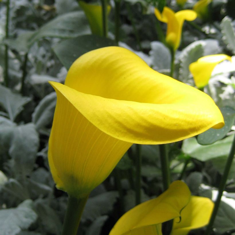 Zantedeschia Solfatare - Calla (Fioritura)