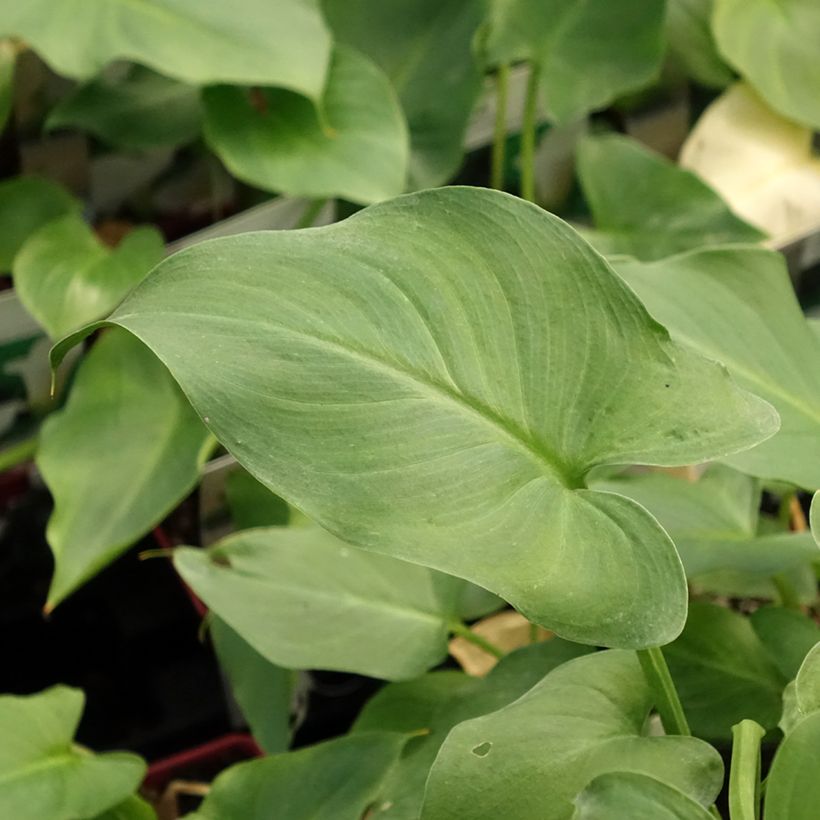 Zantedeschia aethiopica - Calla (Fogliame)