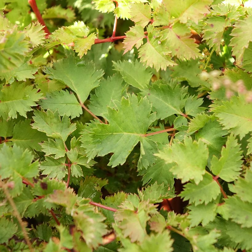 Aruncus Chantilly Lace - Barba di capra (Fogliame)