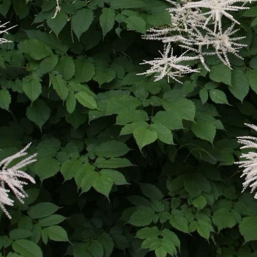 Aruncus dioicus sylvestris - Barba di capra (Fogliame)