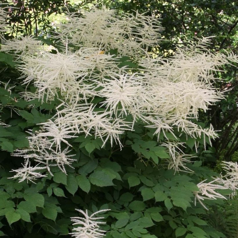 Aruncus dioicus sylvestris - Barba di capra (Fioritura)