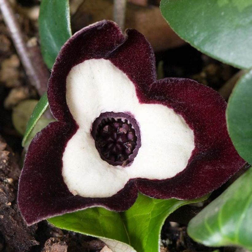 Asarum maximum Ling Ling - Asaro (Fioritura)