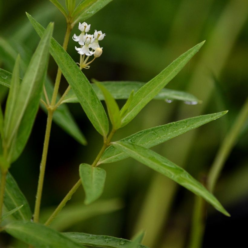 Asclepias incarnata Ice Ballet (Fogliame)