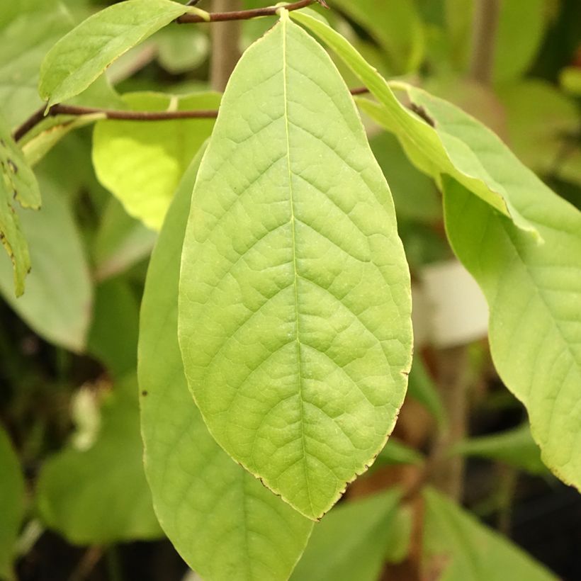 Asimina triloba - Asimina (Fogliame)