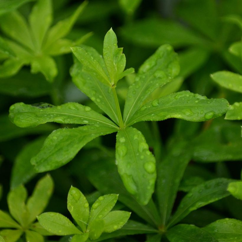 Galium odoratum - Asperula (Fogliame)