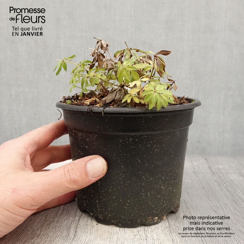 Aspérule odorante - Galium odoratum Pot de 2L/3L esemplare consegnato in inverno