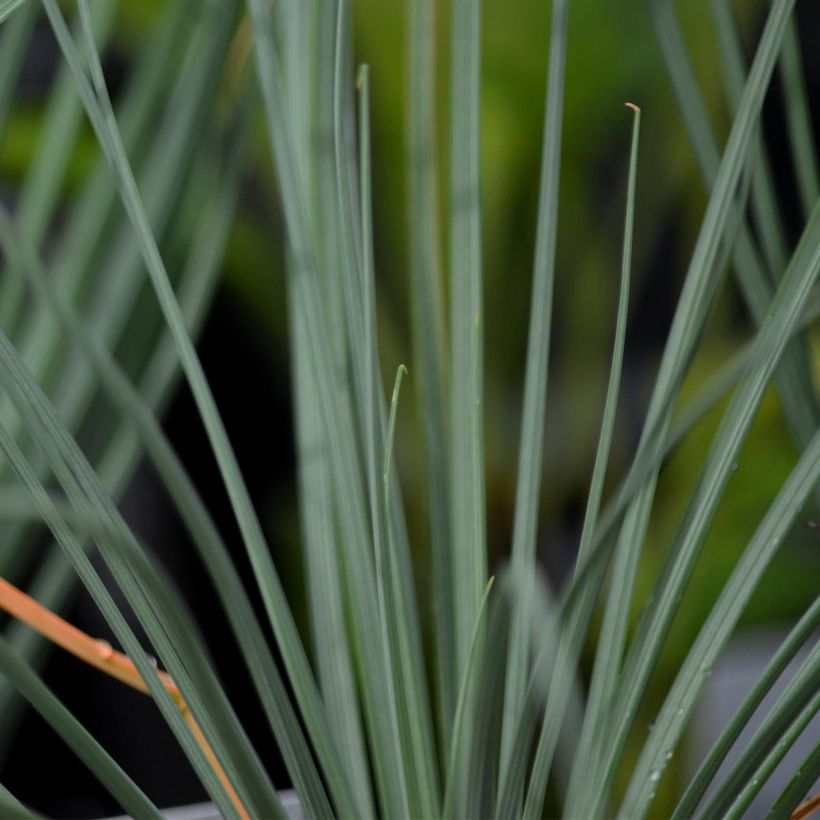 Asphodeline lutea - Asfodelo giallo (Fogliame)