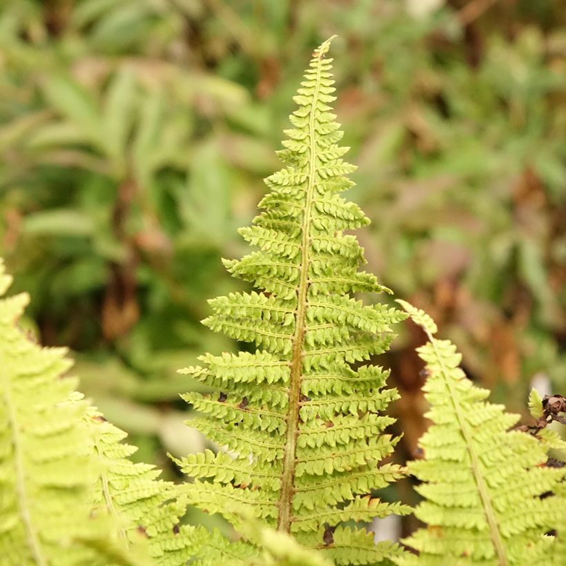 Polystichum setiferum Congestum - Felce setifera (Fogliame)