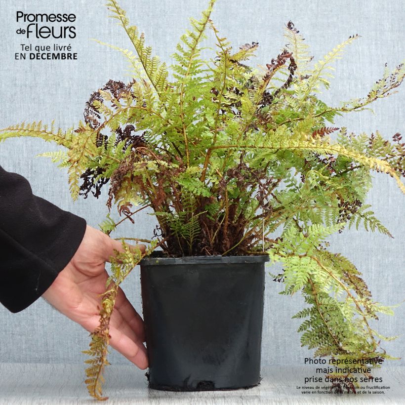 Aspidie à cils raides Congestum - Polystichum setiferum Pot de 2L esemplare consegnato in inverno