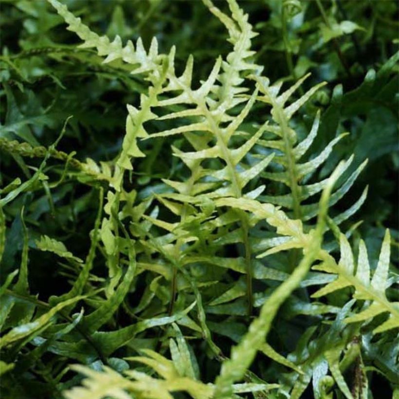 Asplenium ebenoides - Felce (Fogliame)