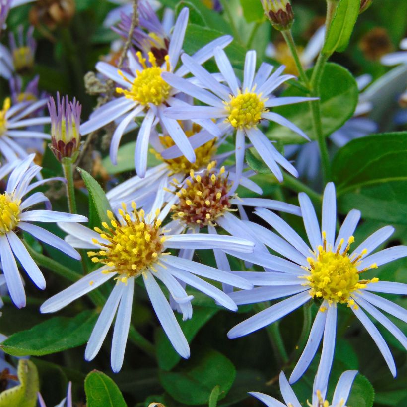 Aster ageratoides Adustus Nanus (Fioritura)