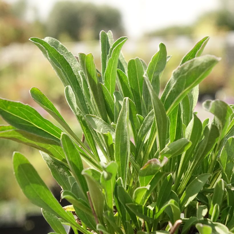 Aster alpinus Blue Beauty - Astro alpino (Fogliame)