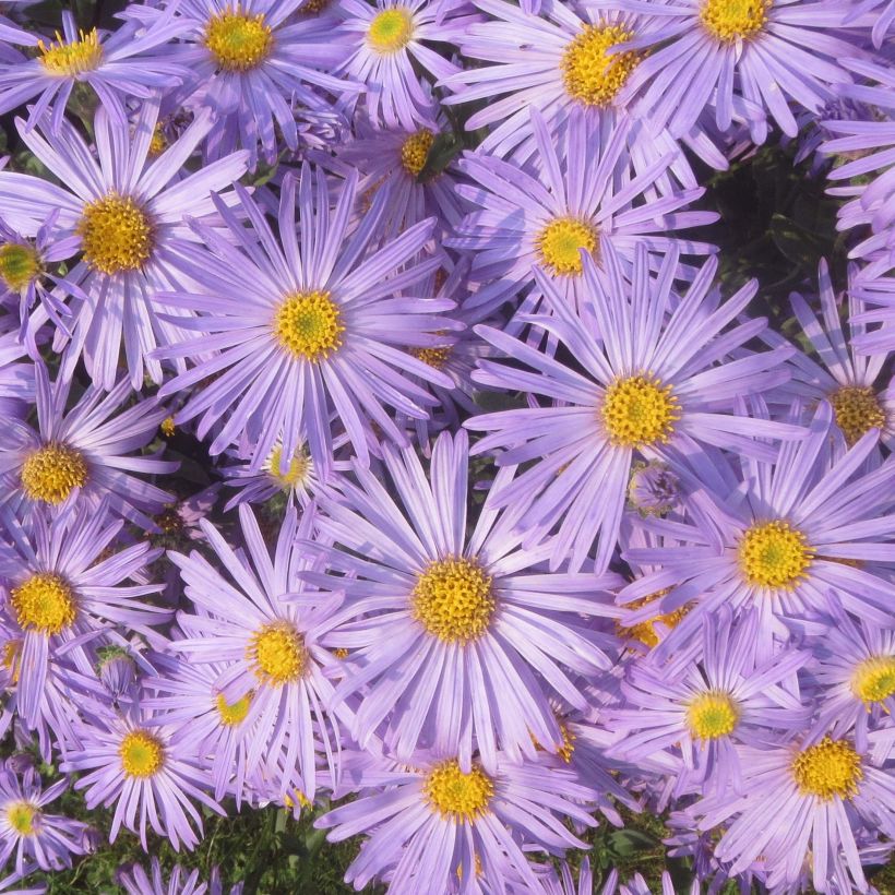 Aster amellus Blue King - Astro di Virgilio (Fioritura)