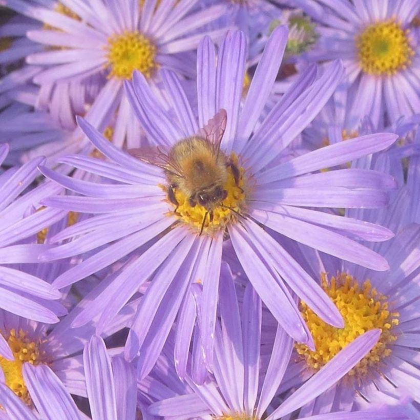 Aster amellus King George - Astro di Virgilio (Fioritura)