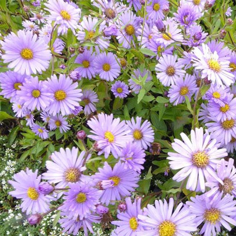 Aster JS Bart's Blue Beauty (Fioritura)