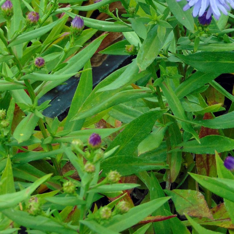 Aster dumosus Professeur Anton Kippenberg (Fogliame)