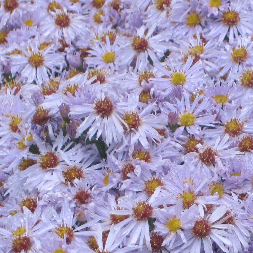 Aster dumosus Silberblaukissen (Fioritura)