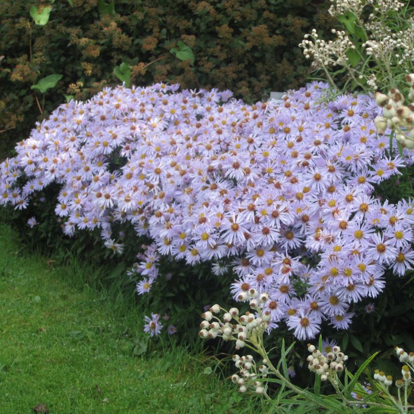 Aster dumosus Silberblaukissen (Porto)