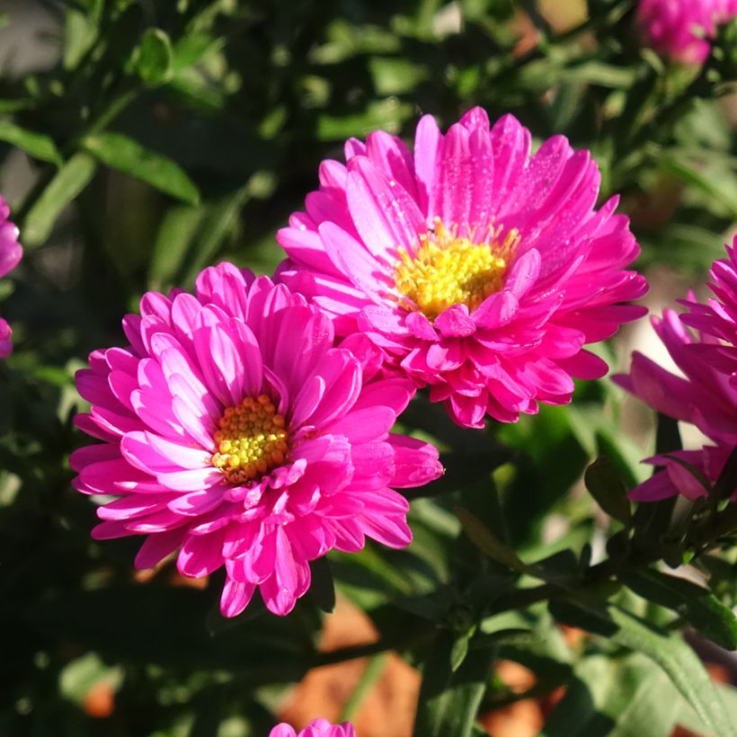 Aster dumosus Starlight (Fioritura)