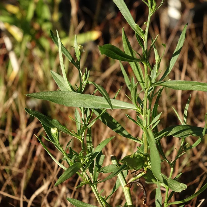 Aster ericoides Schneegitter (Fogliame)