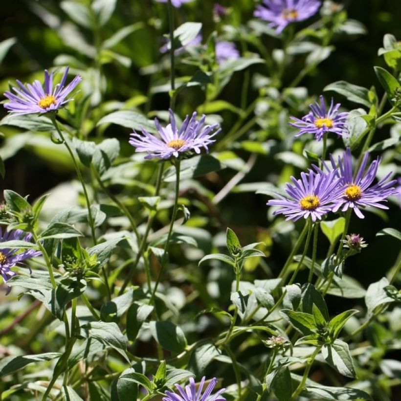 Aster frikartii Mönch (Porto)