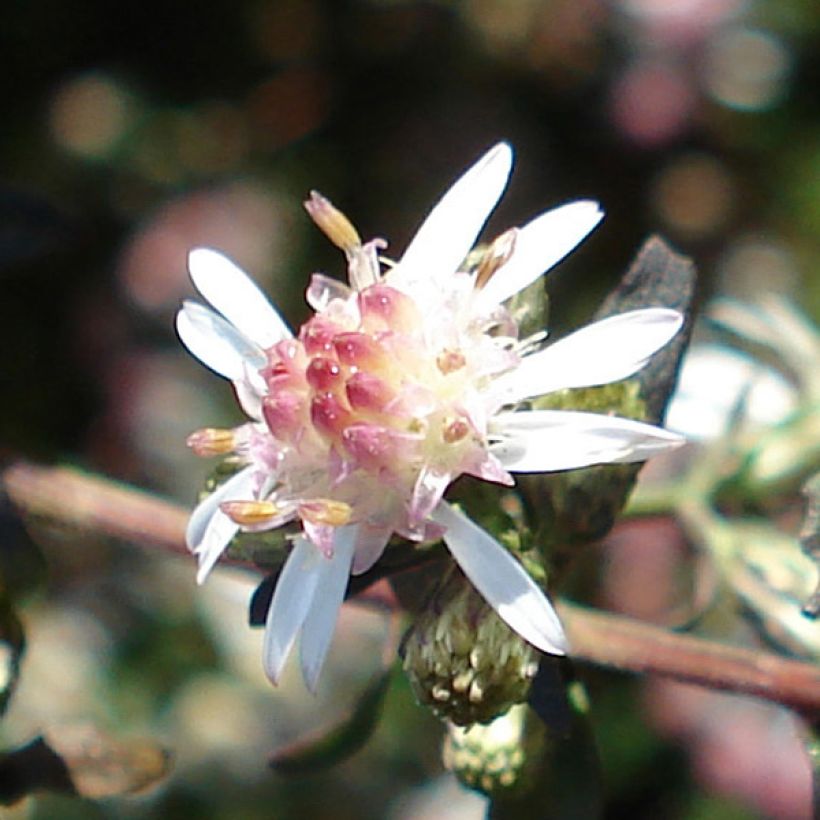 Aster lateriflorus Lady In Black (Fioritura)