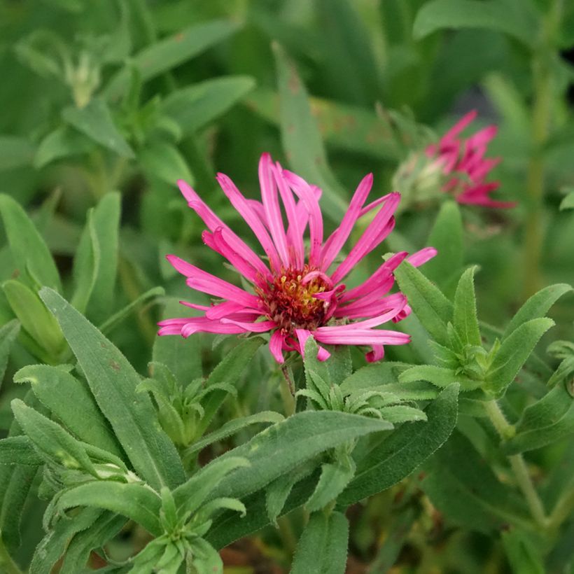 Aster novae-angliae Andenken an Alma Pötschke - Astro settembrino (Fioritura)