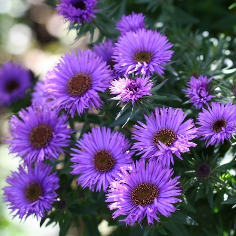 Aster novae-angliae Purple Dome - Astro settembrino (Fioritura)