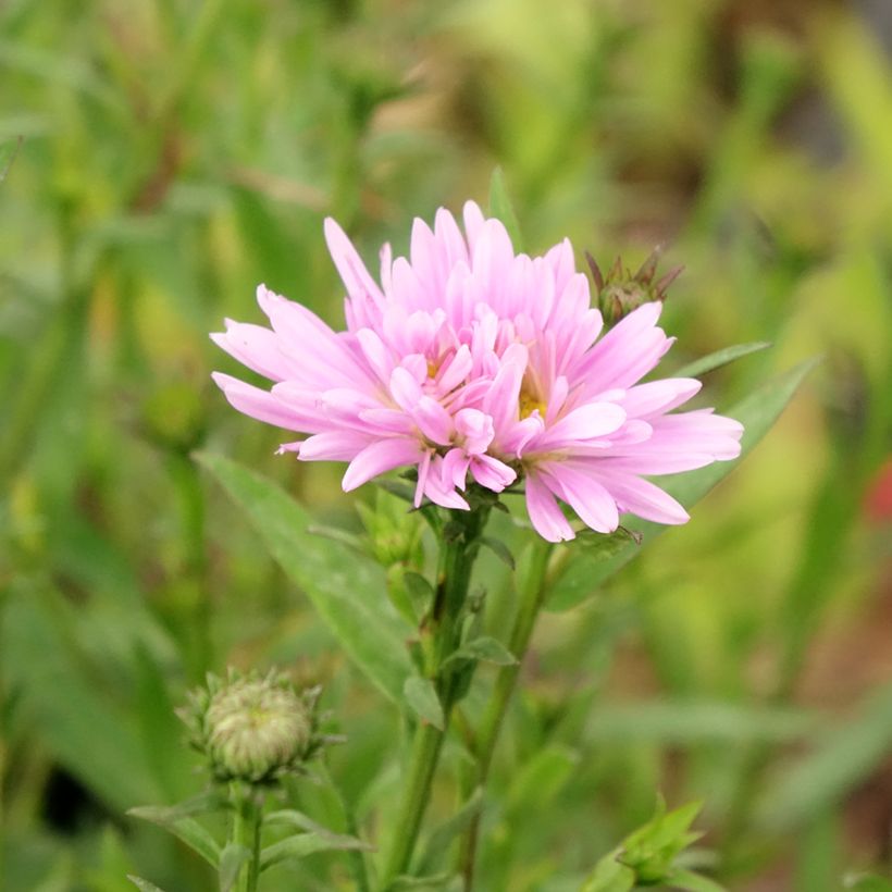 Aster novi-belgii Fellowship - Astro settembrino (Fioritura)