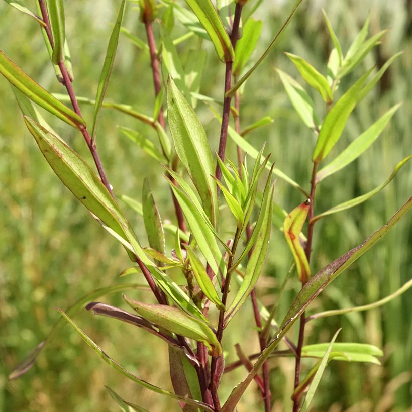 Aster novi-belgii Karmin Kuppel - Astro settembrino (Fogliame)