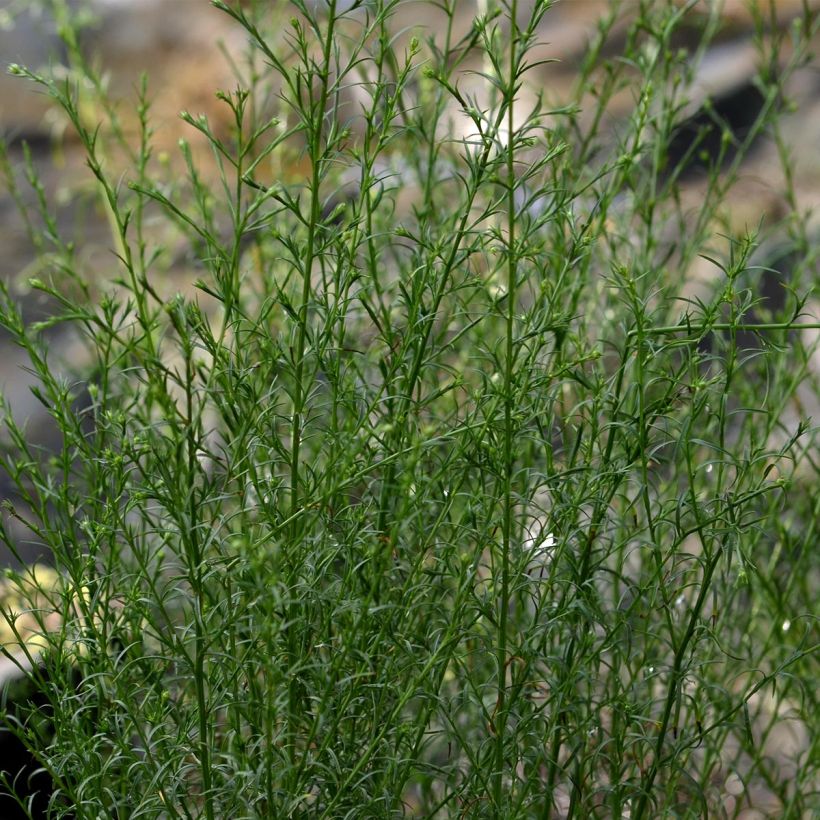 Aster ericoides var. pringlei Monte Cassino (Fogliame)