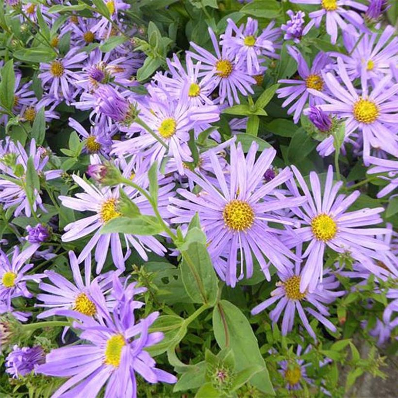 Aster thomsonii Nanus (Fioritura)