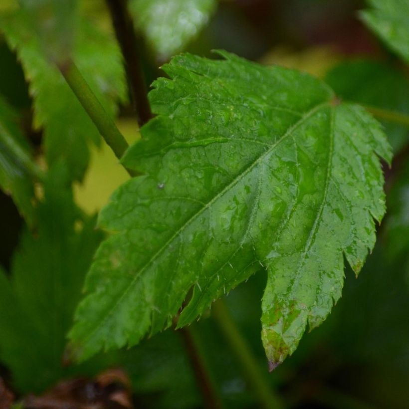 Astilbe arendsii Diamant (Fogliame)