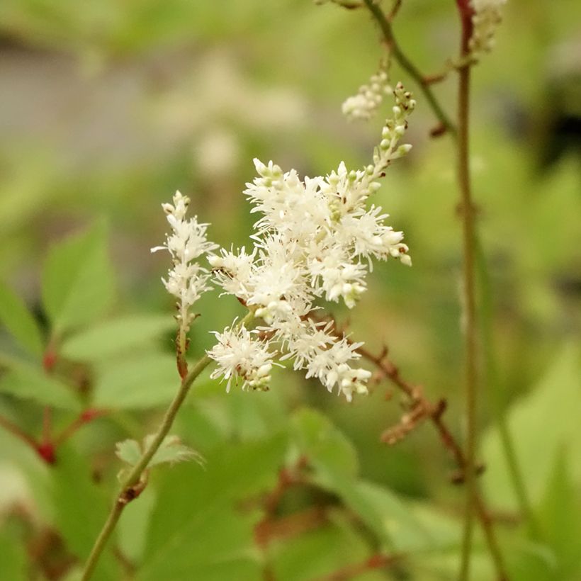 Astilbe arendsii Diamant (Fioritura)